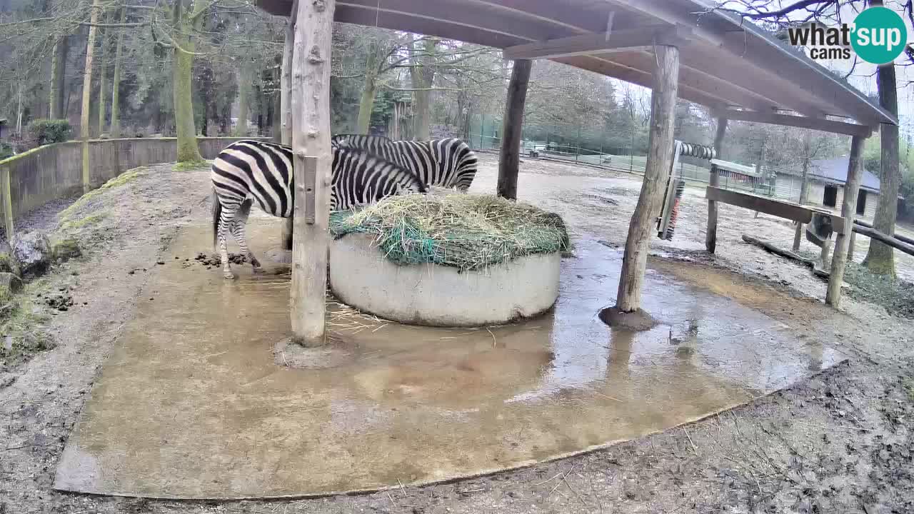 Le Zebre nello ZOO di Ljubljana – Slovenia Live webcam