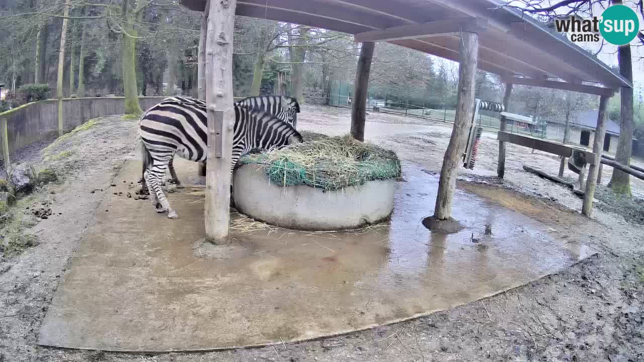 Le Zebre nello ZOO di Ljubljana – Slovenia Live webcam