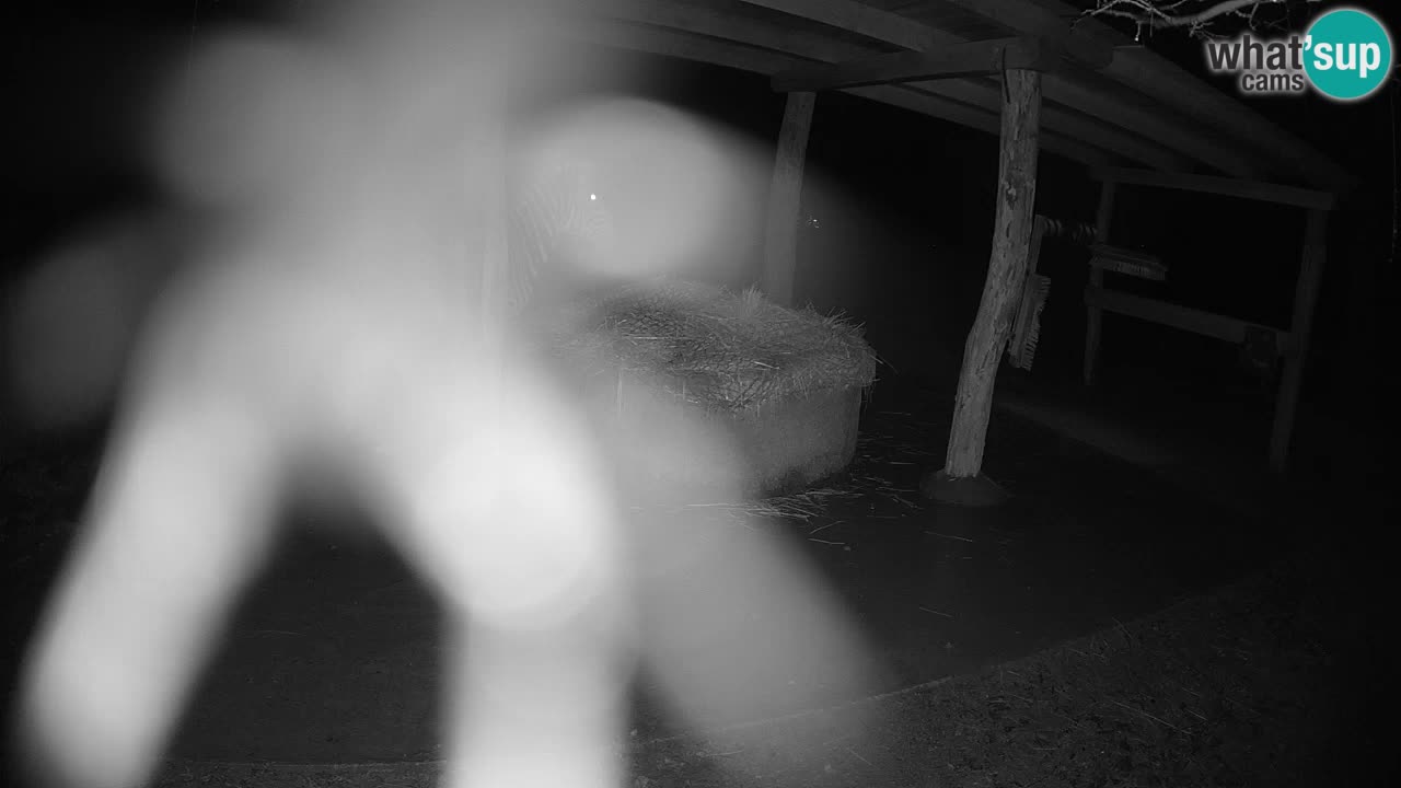 Web kamera uživo Zebras u ZOO Ljubljana – Slovenija