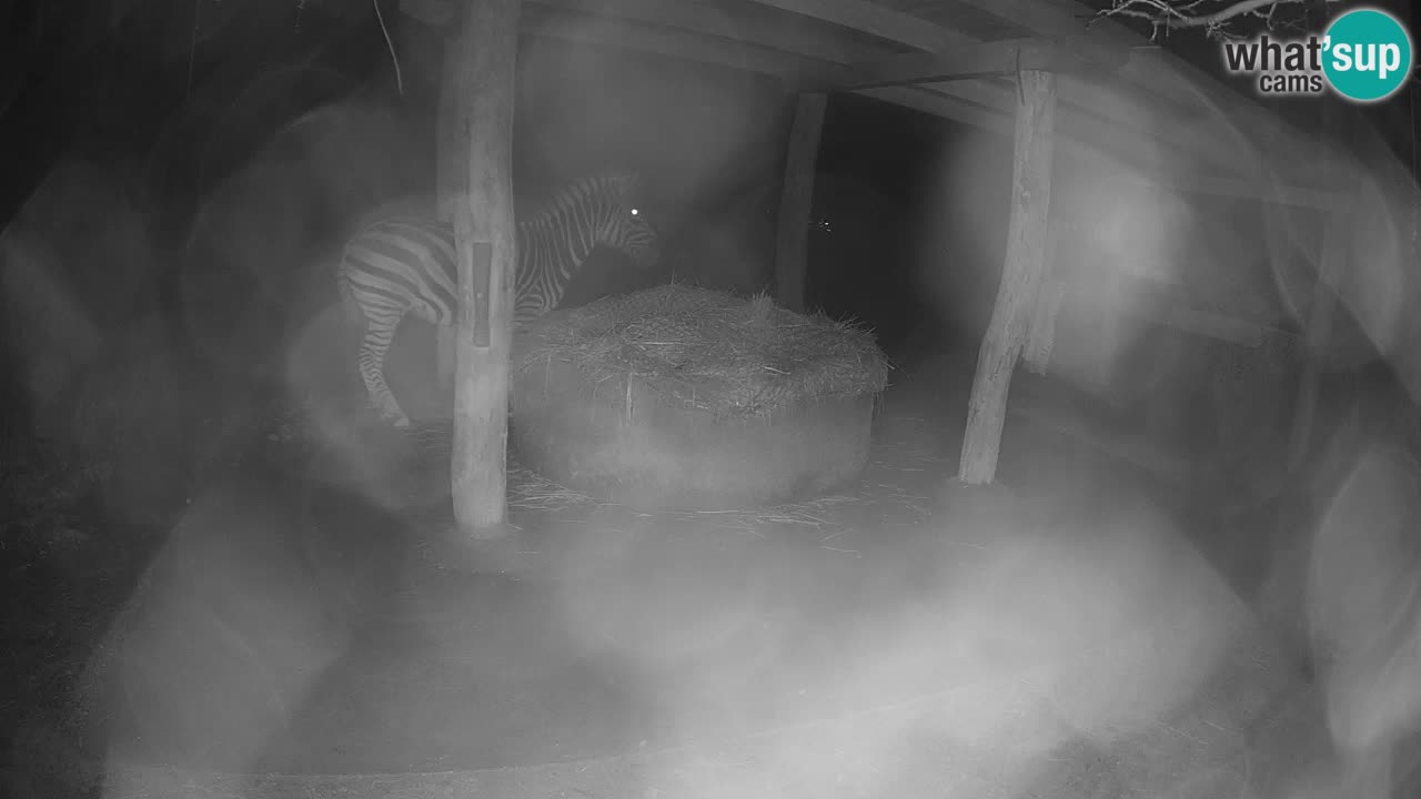 Camera en vivo Cebras in Ljubljana ZOO – Eslovenia