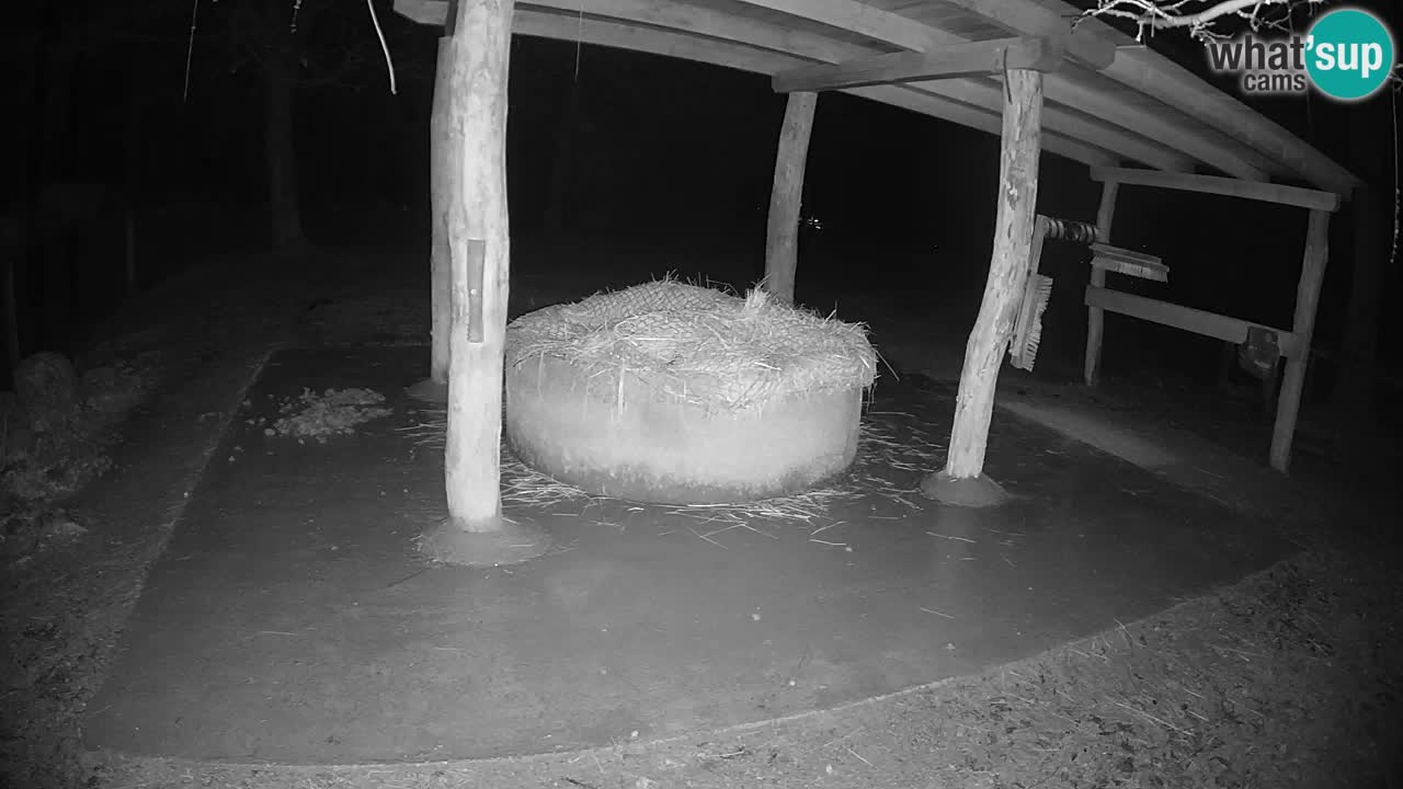 Web kamera uživo Zebras u ZOO Ljubljana – Slovenija