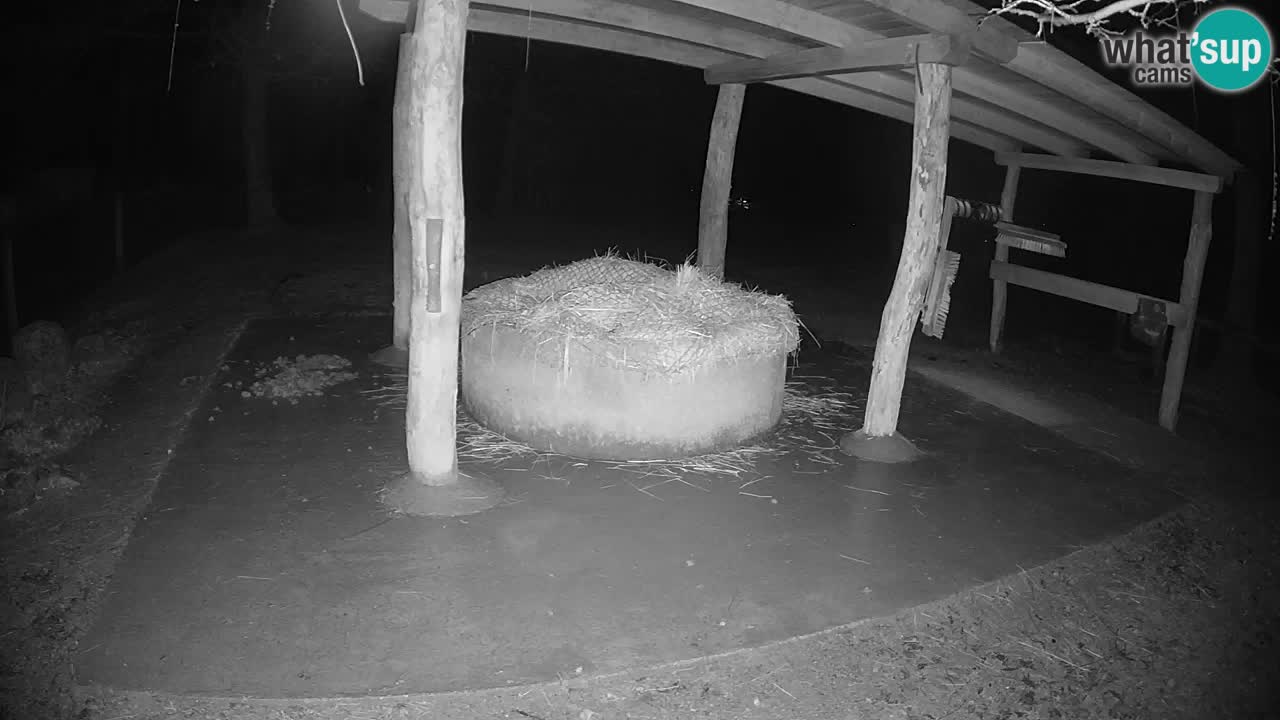 Camera en vivo Cebras in Ljubljana ZOO – Eslovenia