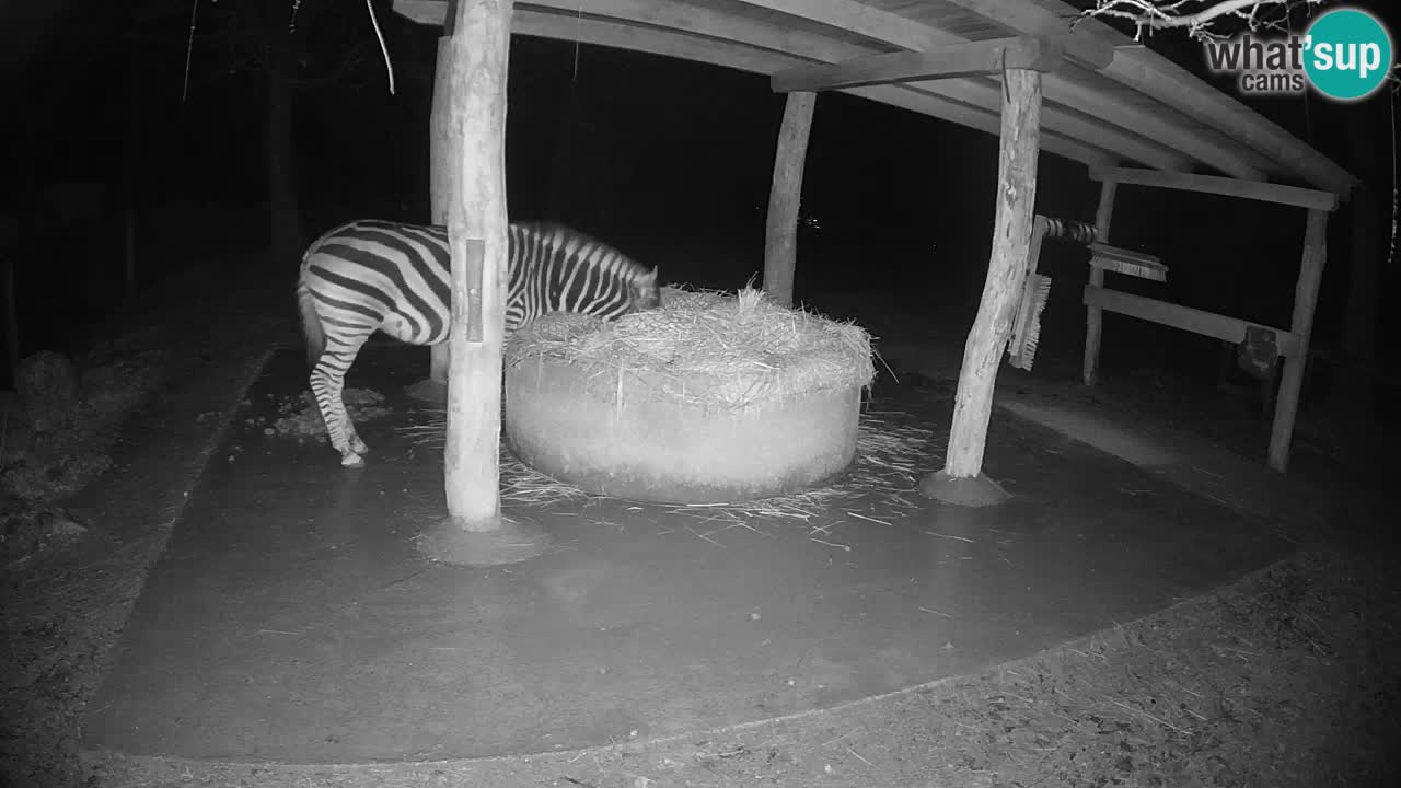 Live webcam Les zèbres in Ljubljana ZOO – Slovénie