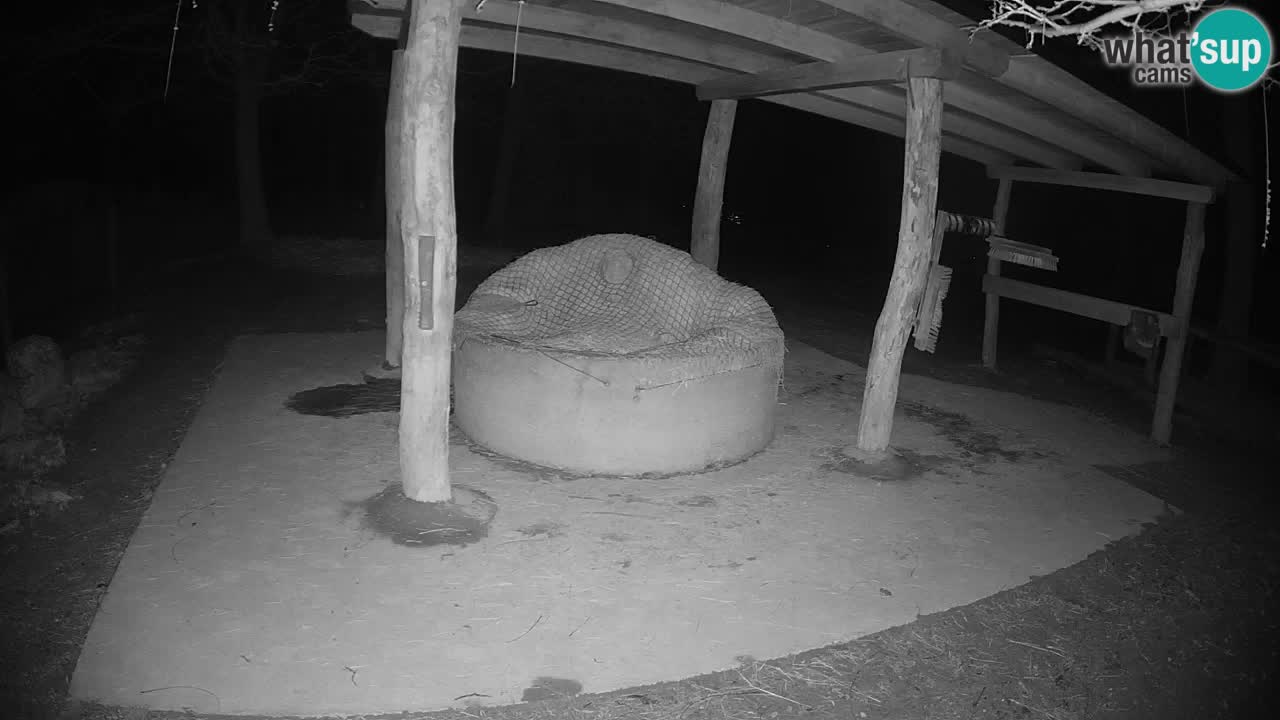 Live webcam Zebras in Ljubljana ZOO – Slovenia