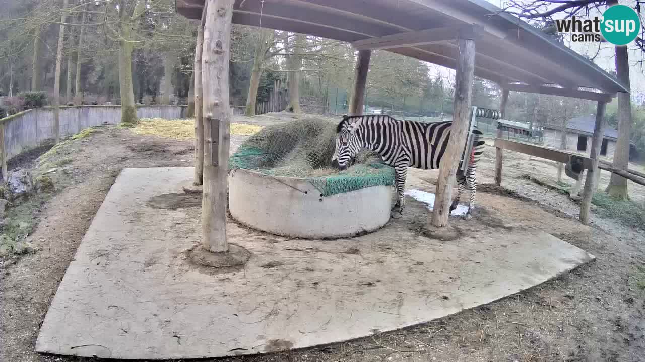 Camera en vivo Cebras in Ljubljana ZOO – Eslovenia