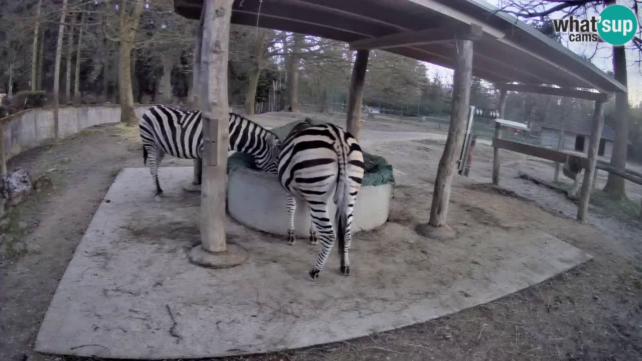Live Webcam Zebras in Ljubljana ZOO – Slowenien