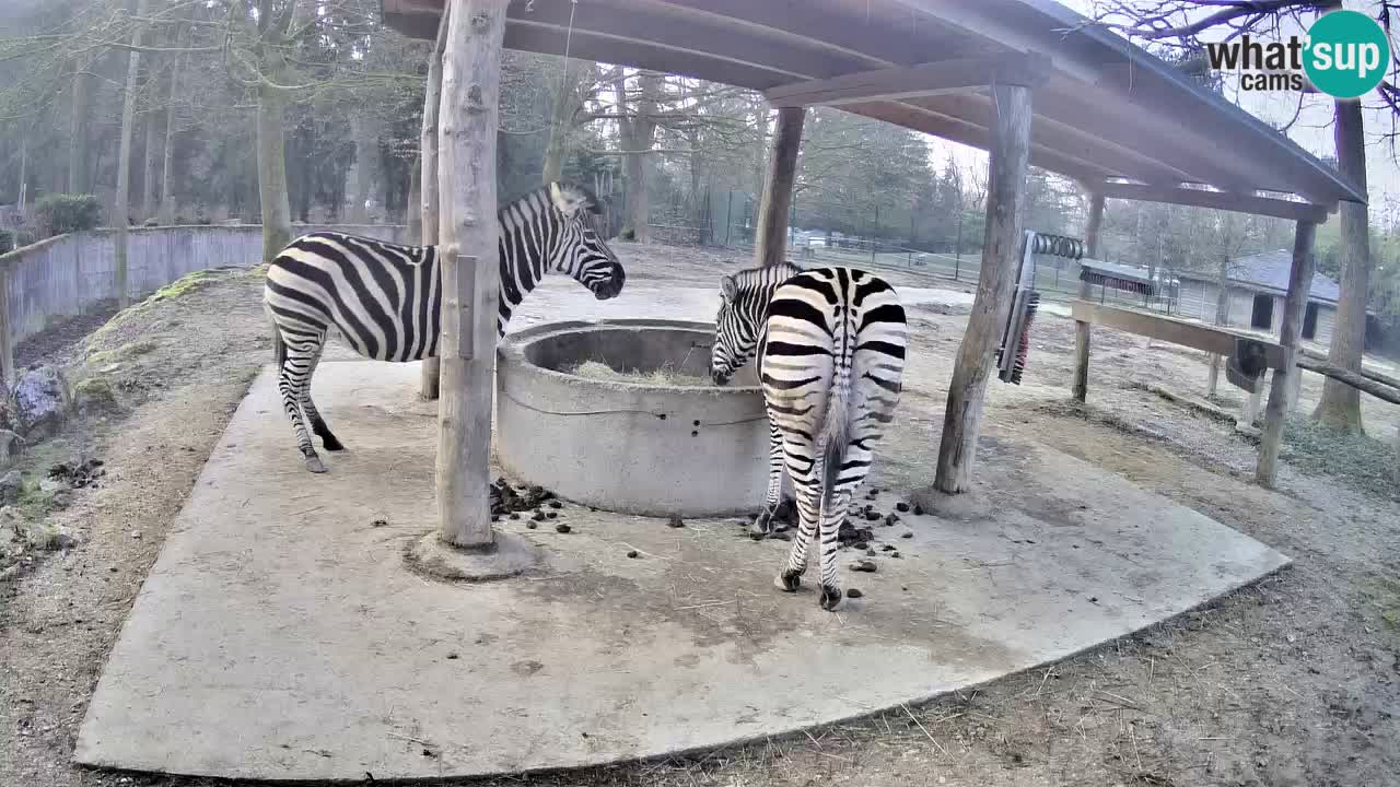 Camera en vivo Cebras in Ljubljana ZOO – Eslovenia