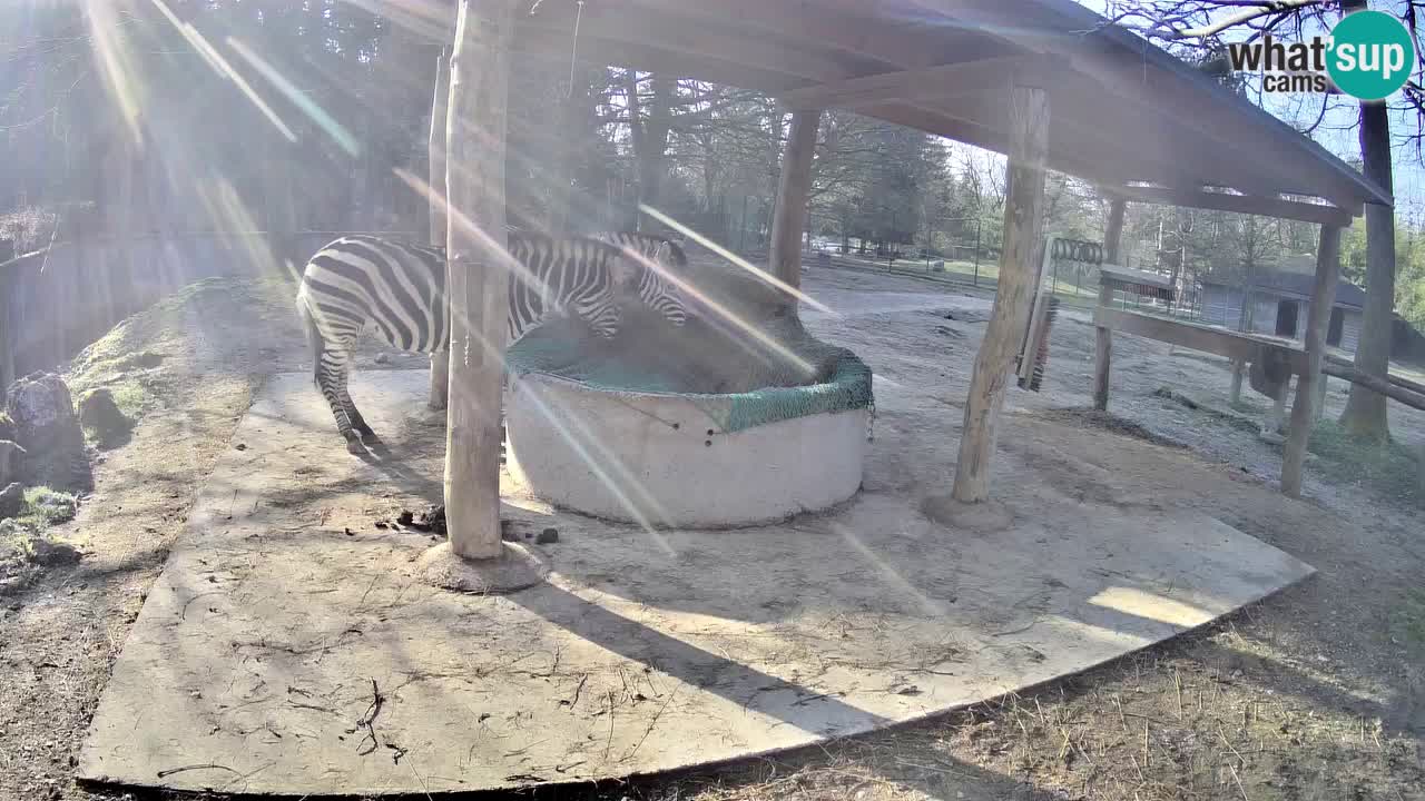 Camera en vivo Cebras in Ljubljana ZOO – Eslovenia