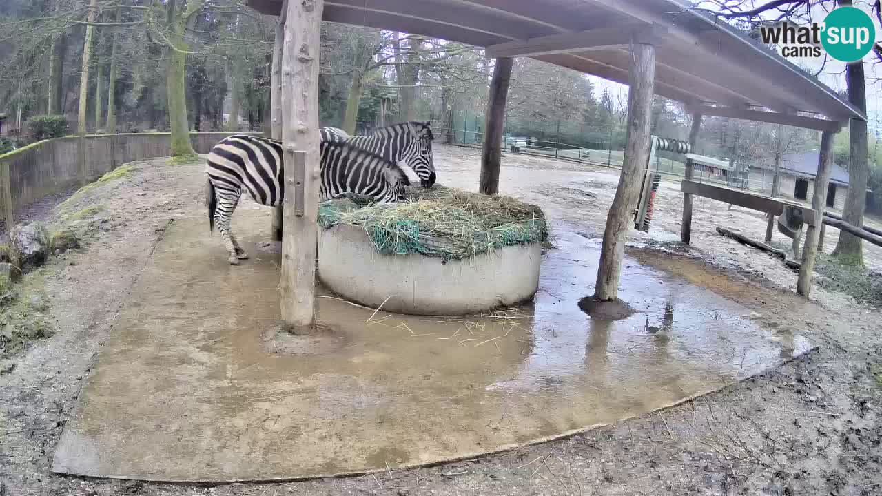 Camera en vivo Cebras in Ljubljana ZOO – Eslovenia