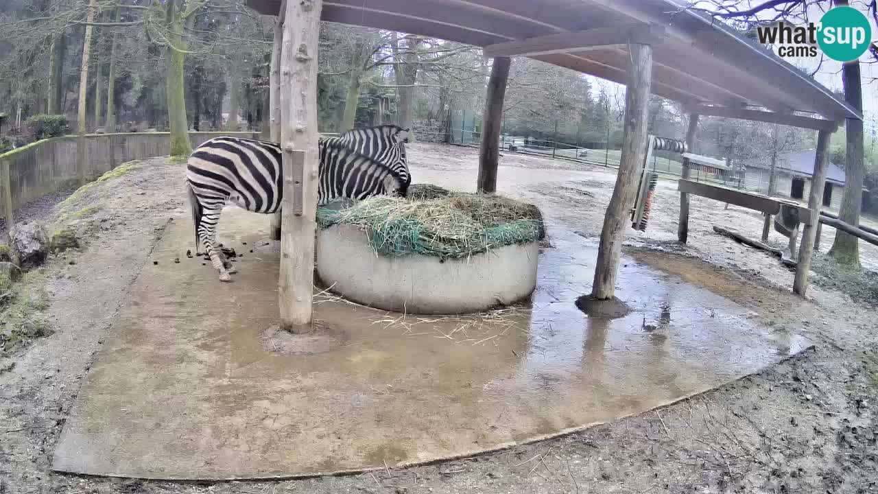 Web kamera uživo Zebras u ZOO Ljubljana – Slovenija