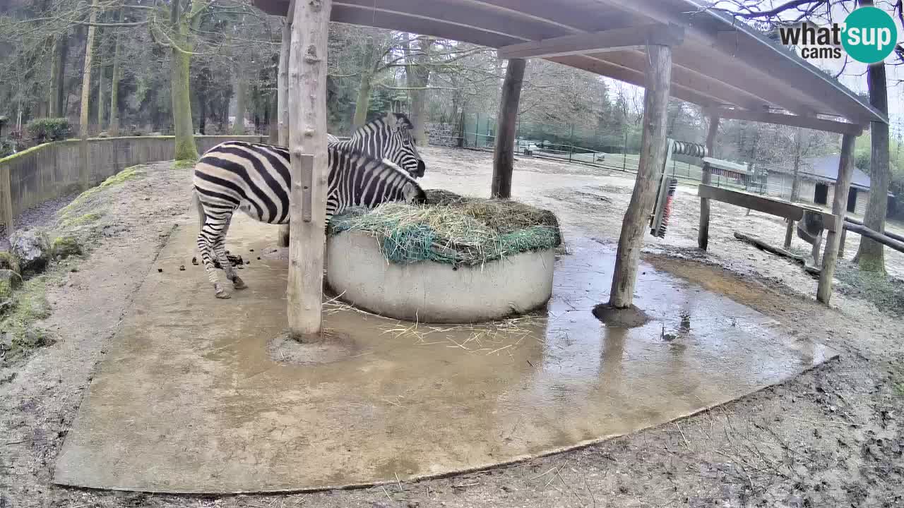 Web kamera uživo Zebras u ZOO Ljubljana – Slovenija