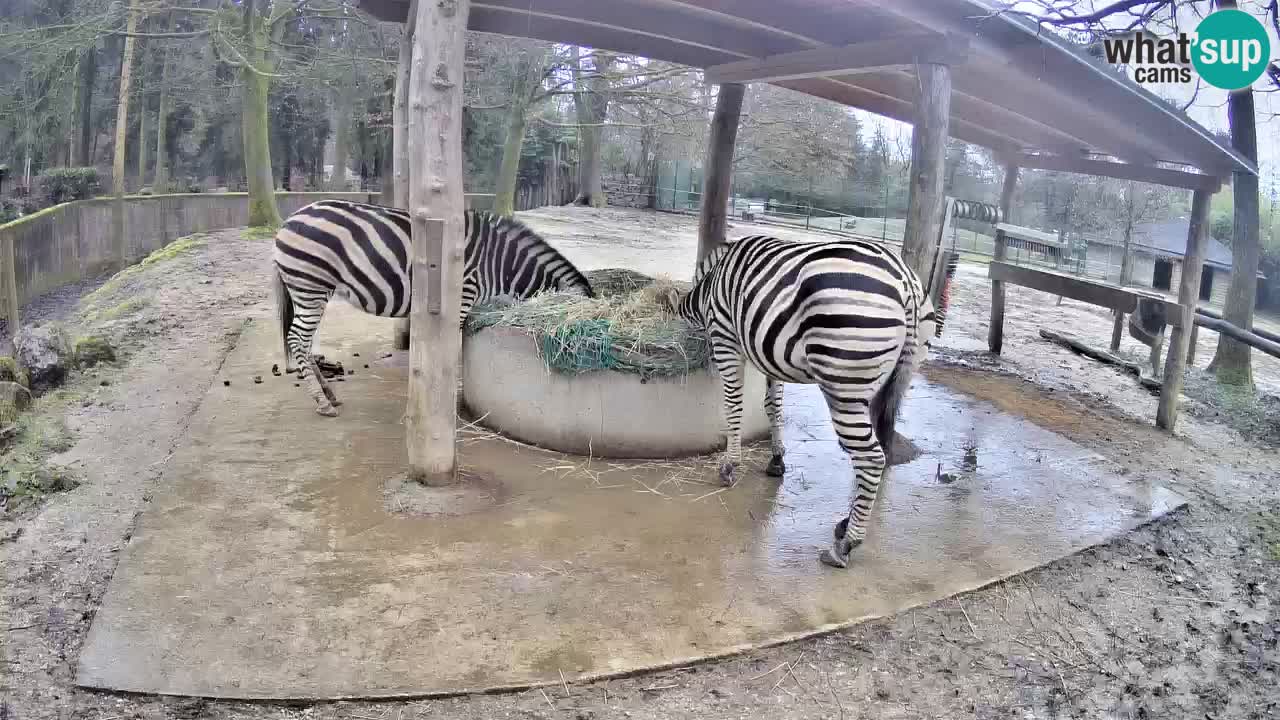 Le Zebre nello ZOO di Ljubljana – Slovenia Live webcam