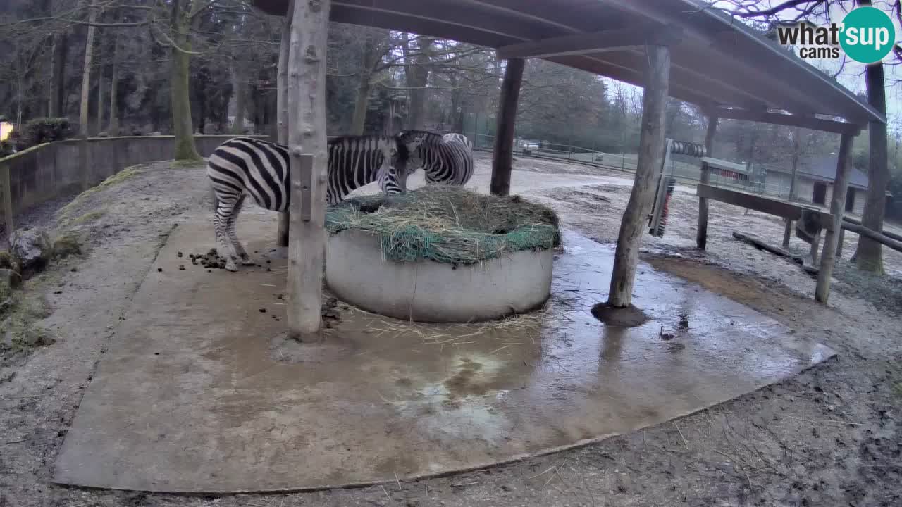 Le Zebre nello ZOO di Ljubljana – Slovenia Live webcam