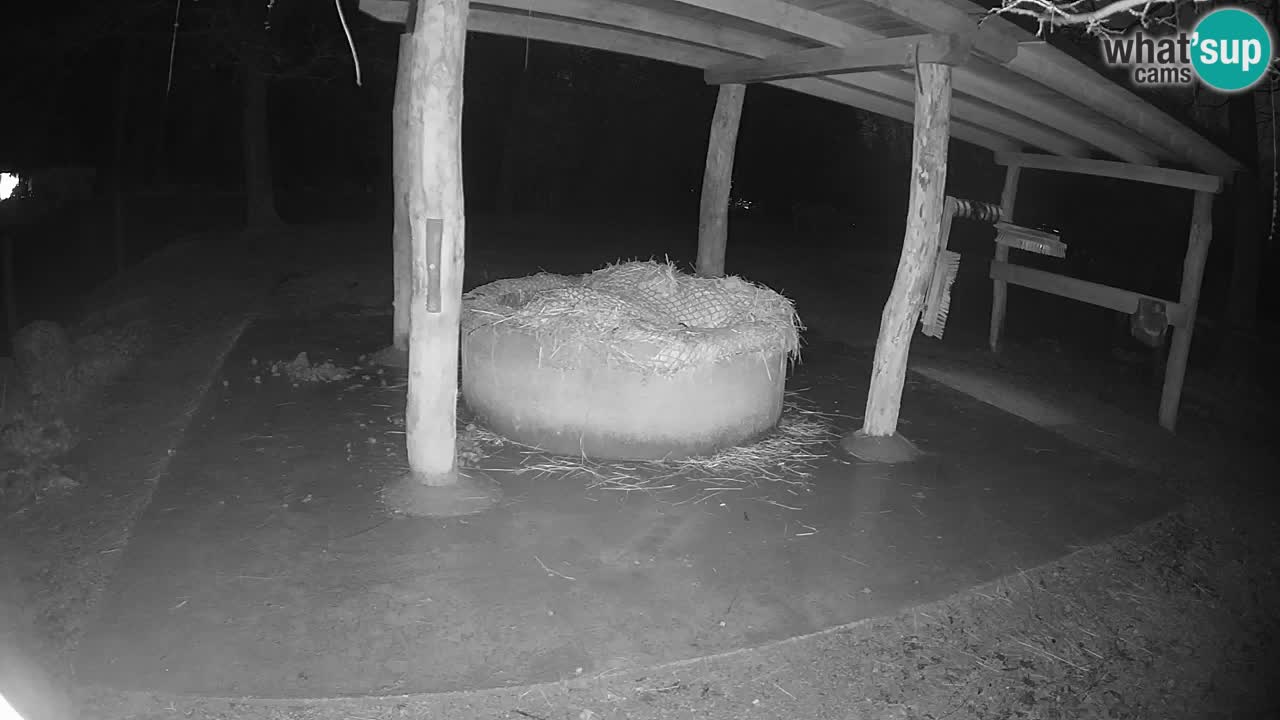 Live Webcam Zebras in Ljubljana ZOO – Slowenien