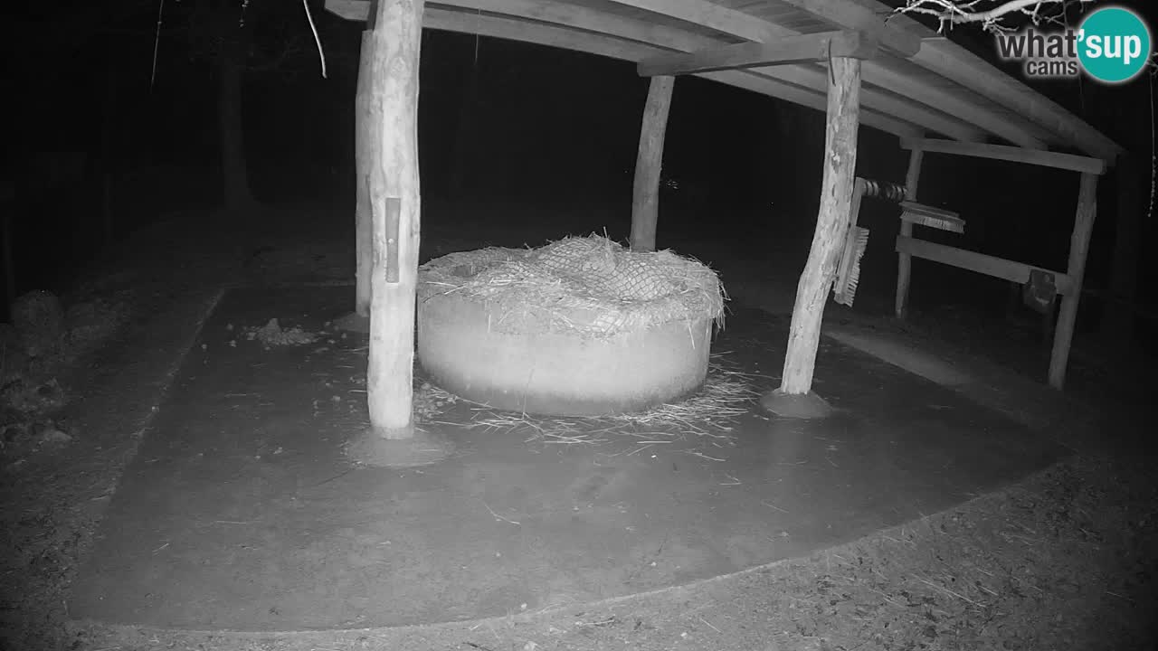 Web kamera uživo Zebras u ZOO Ljubljana – Slovenija