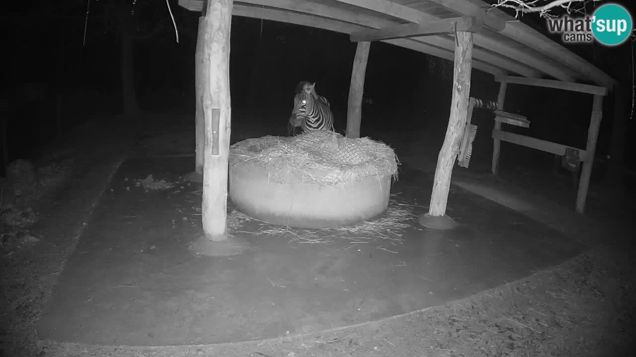 Web kamera uživo Zebras u ZOO Ljubljana – Slovenija