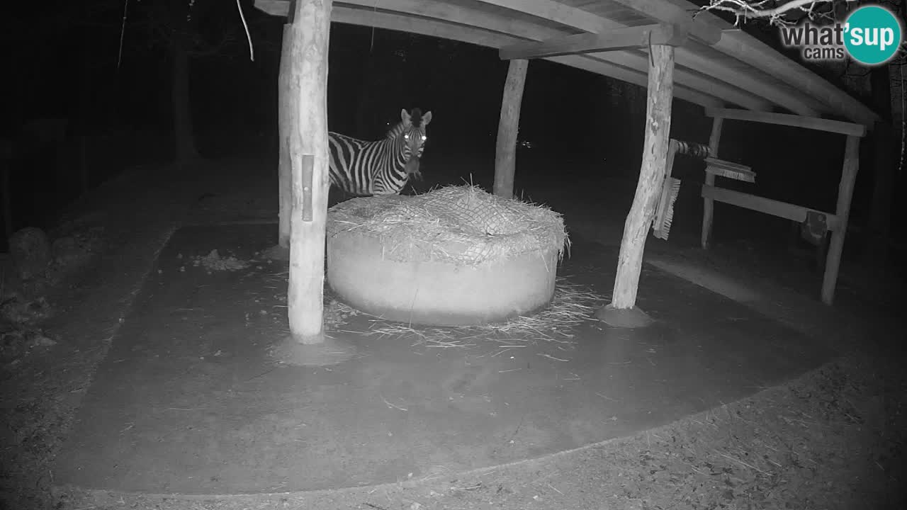 Camera en vivo Cebras in Ljubljana ZOO – Eslovenia