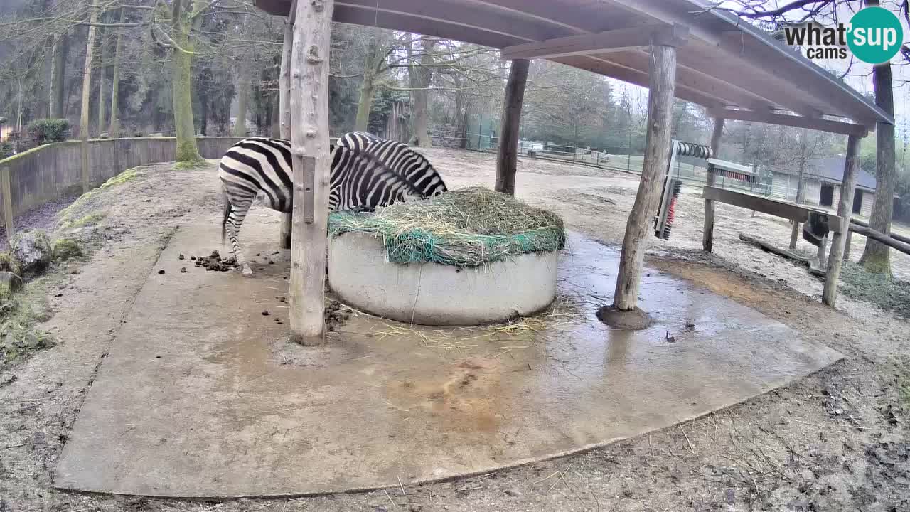 Live Webcam Zebras in Ljubljana ZOO – Slowenien
