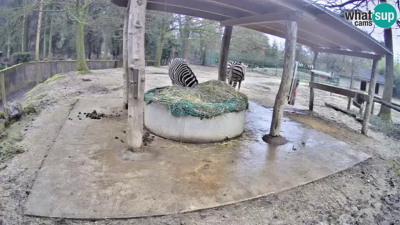 Live webcam Zebras in Ljubljana ZOO – Slovenia