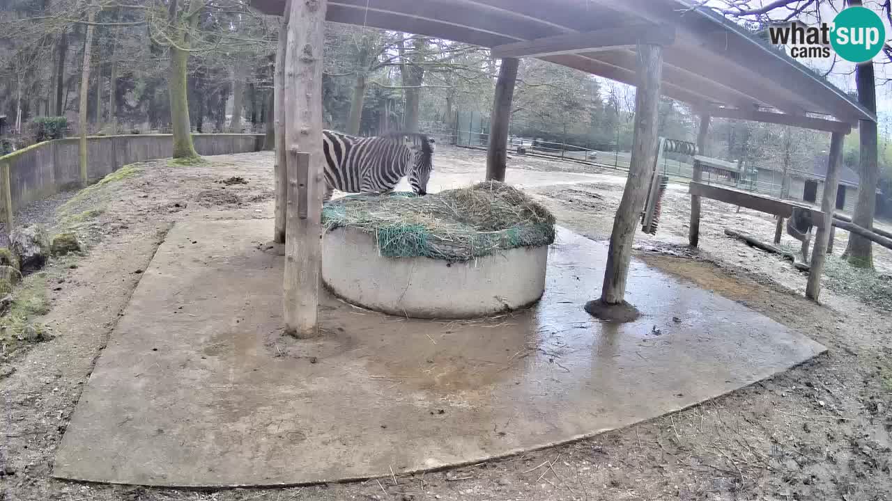 Live Webcam Zebras in Ljubljana ZOO – Slowenien