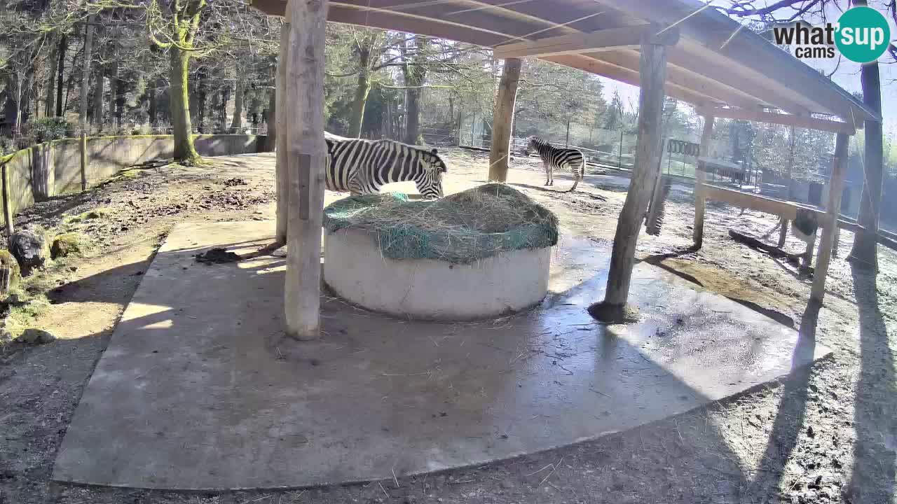 Live Webcam Zebras in Ljubljana ZOO – Slowenien