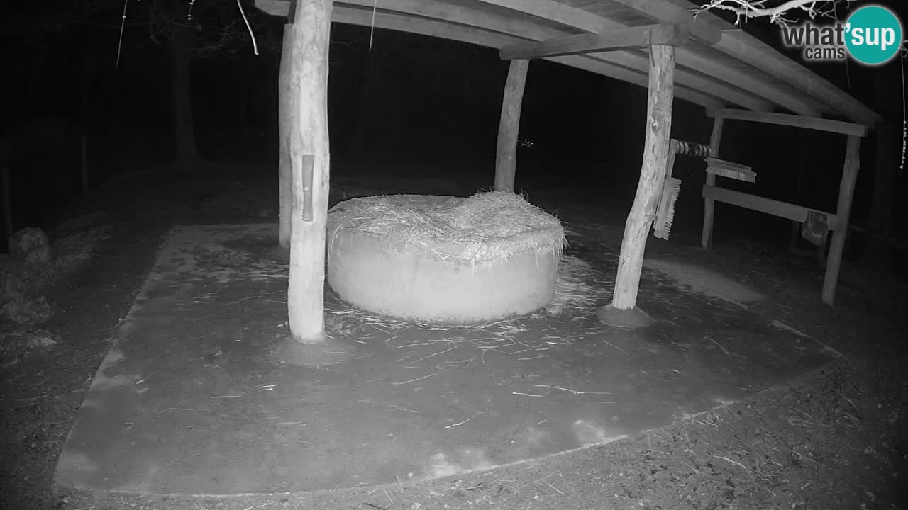 Live webcam Zebras in Ljubljana ZOO – Slovenia