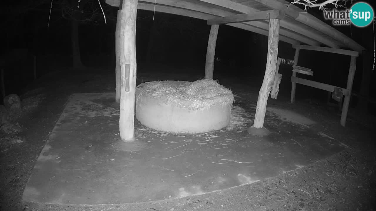 Live webcam Zebras in Ljubljana ZOO – Slovenia