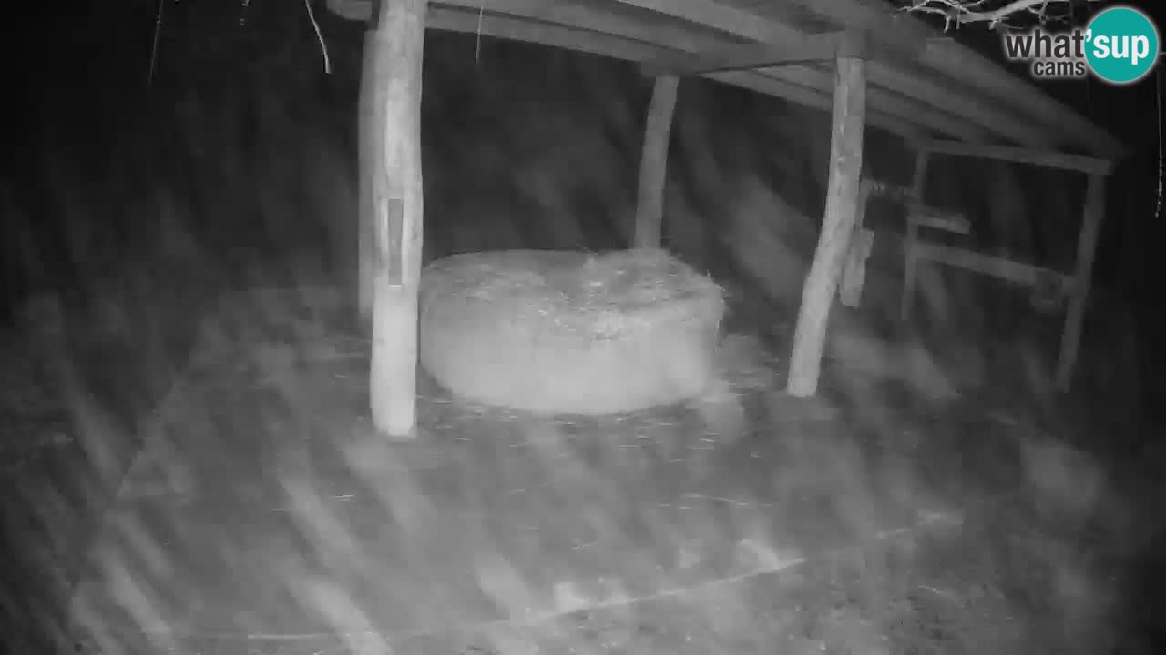 Live webcam Zebras in Ljubljana ZOO – Slovenia