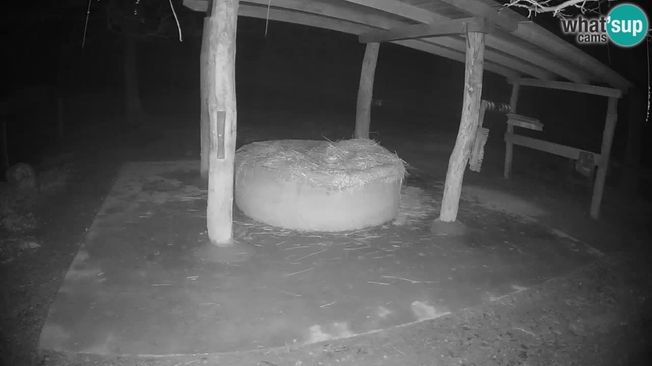 Live webcam Zebras in Ljubljana ZOO – Slovenia