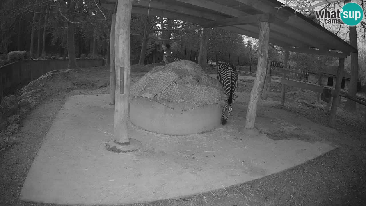 Le Zebre nello ZOO di Ljubljana – Slovenia Live webcam