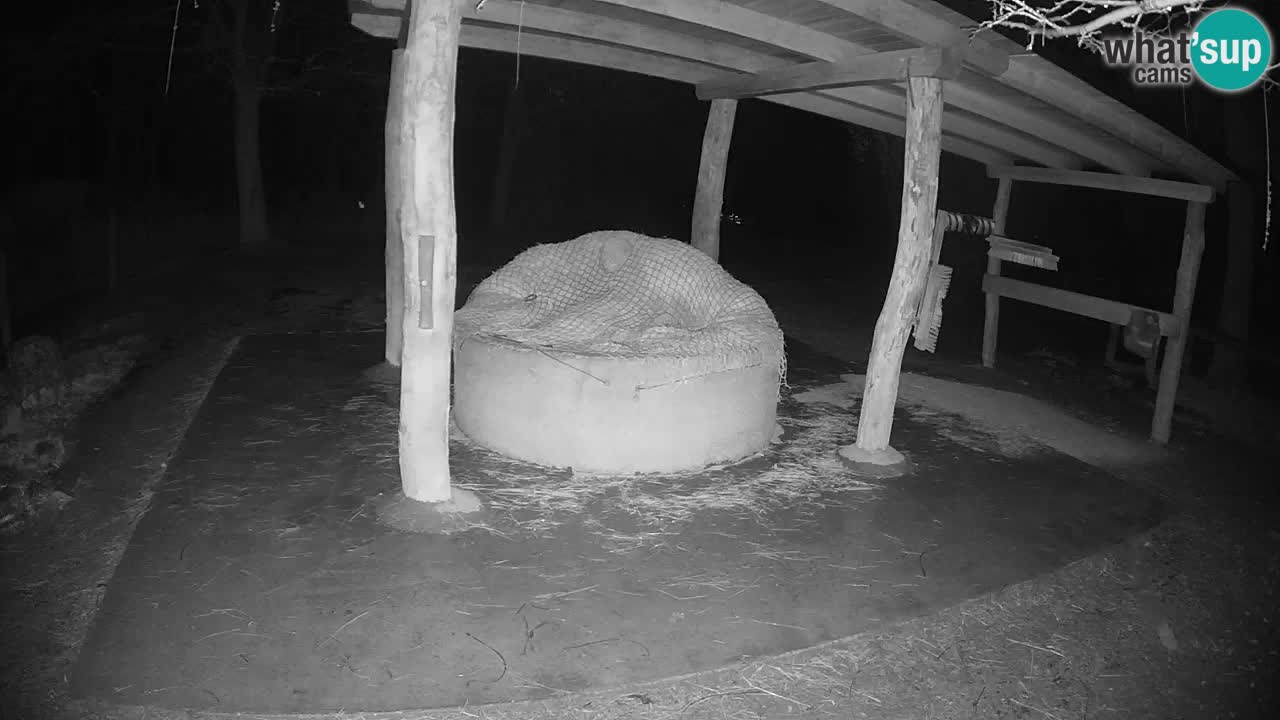 Zebre v živo v živalskem vrtu Ljubljana ZOO spletne kamere