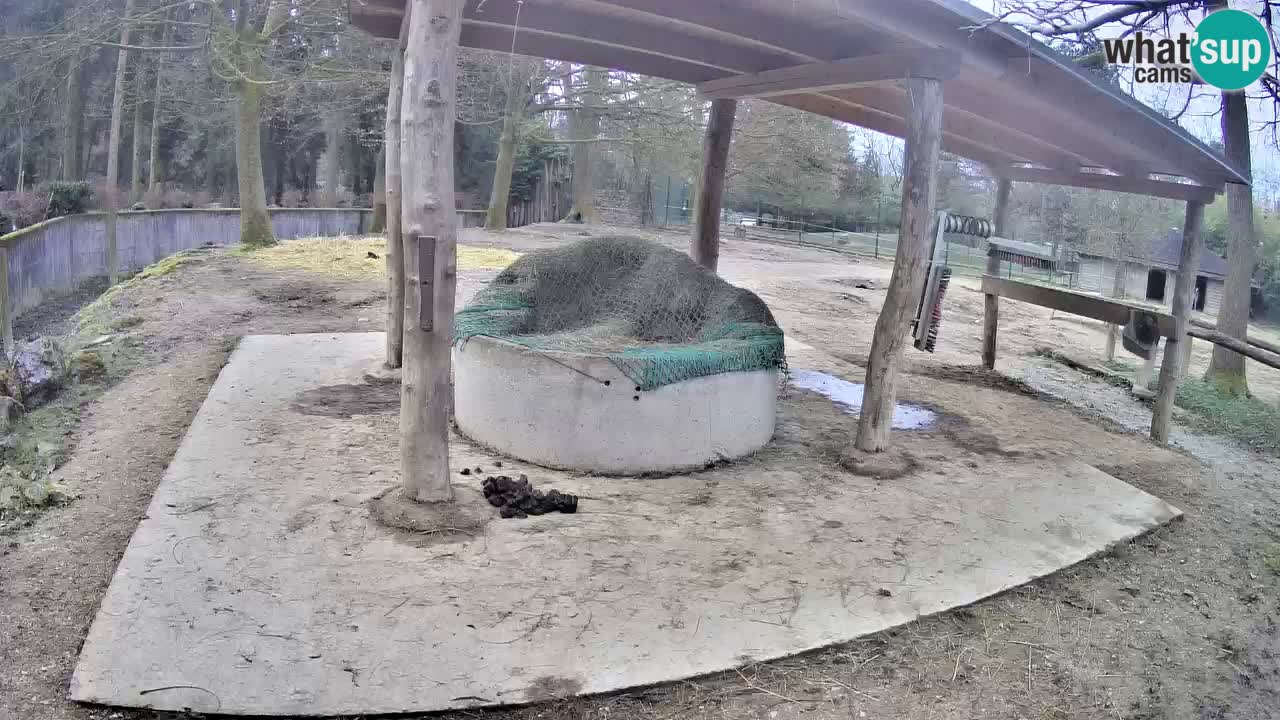 Live webcam Zebras in Ljubljana ZOO – Slovenia
