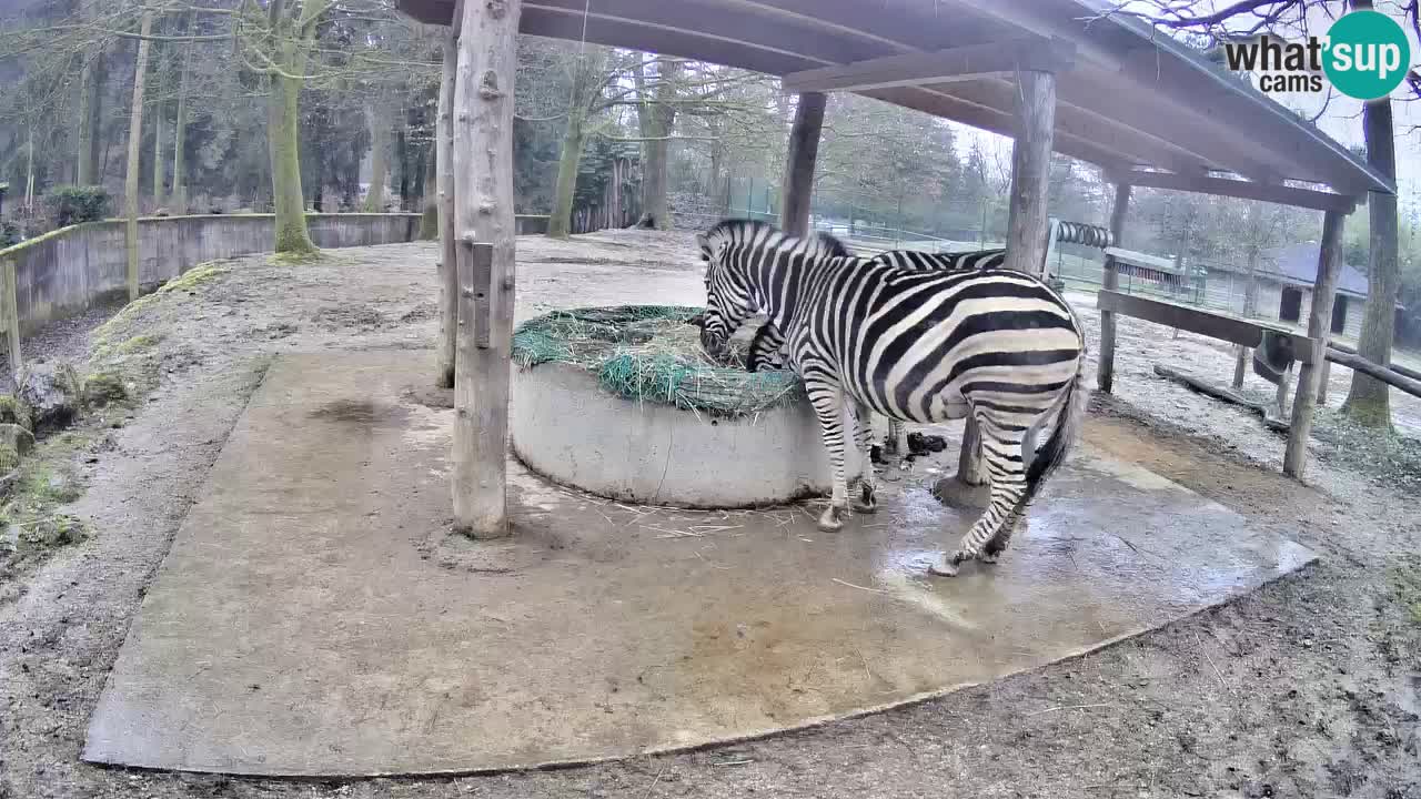 Web kamera uživo Zebras u ZOO Ljubljana – Slovenija