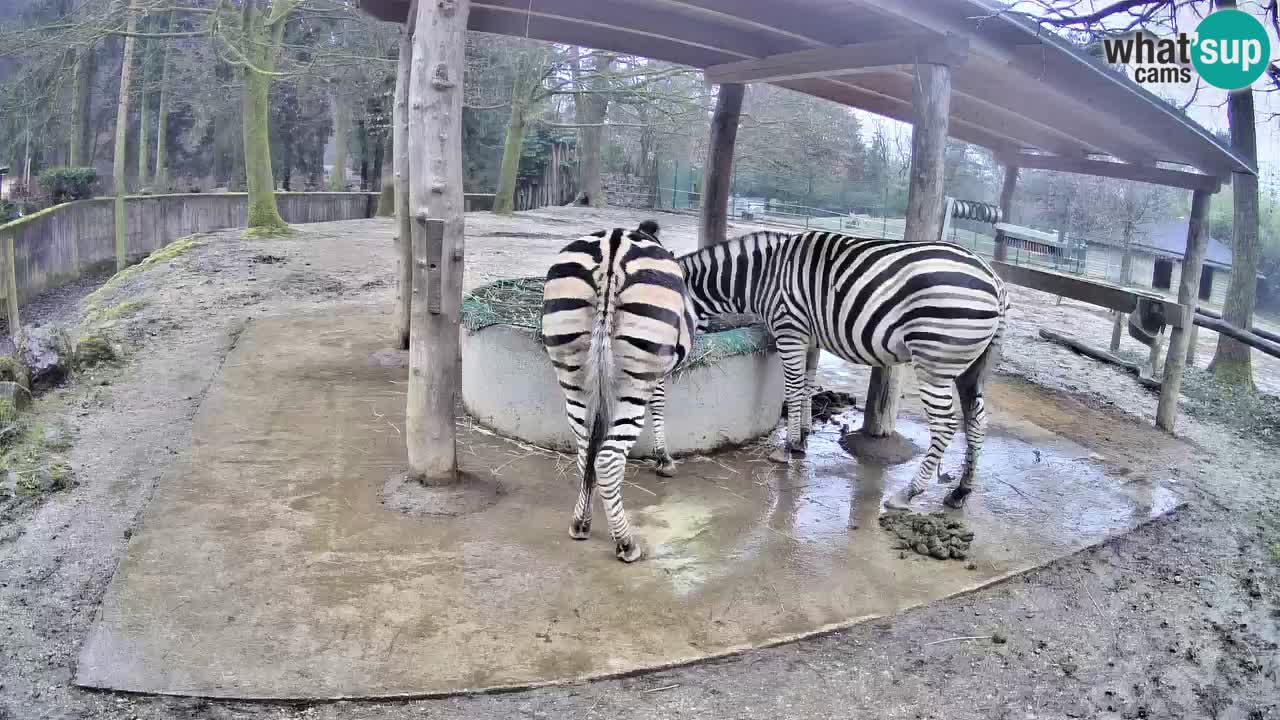 Web kamera uživo Zebras u ZOO Ljubljana – Slovenija