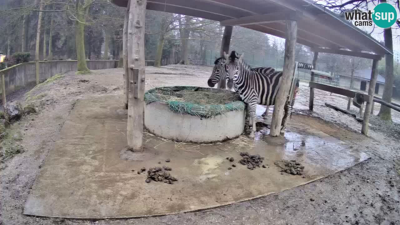 Web kamera uživo Zebras u ZOO Ljubljana – Slovenija