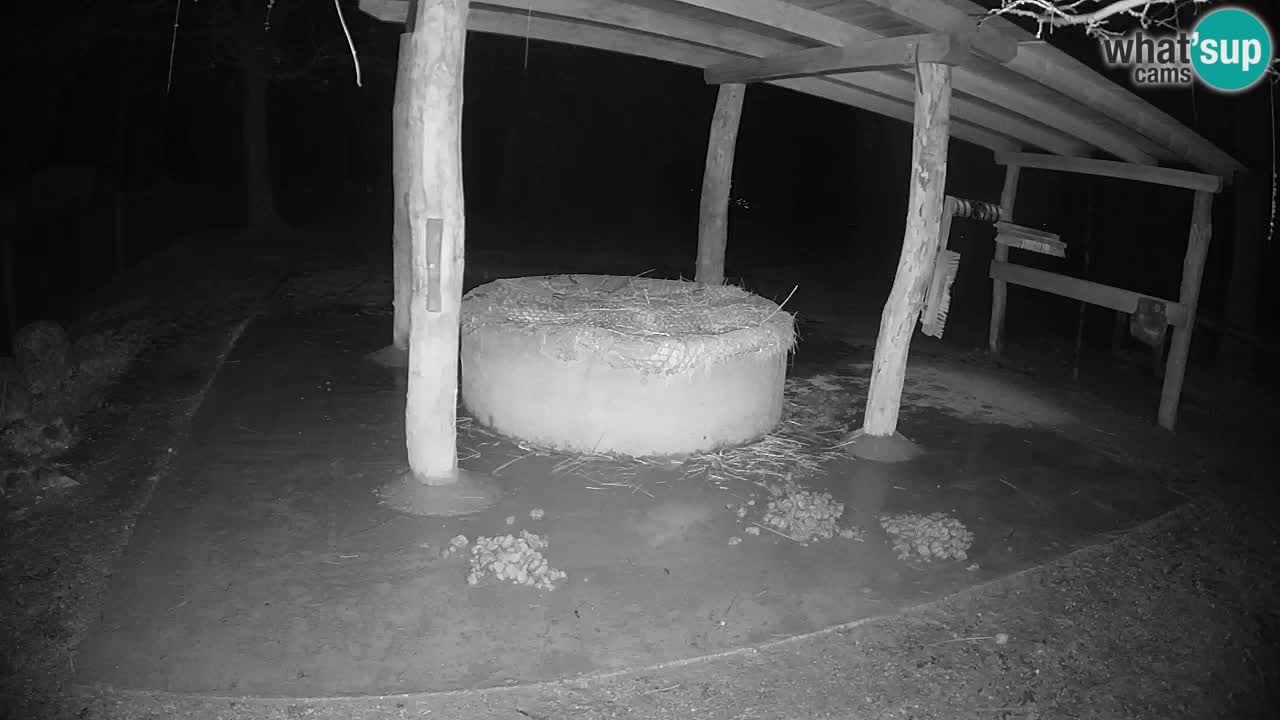 Live webcam Les zèbres in Ljubljana ZOO – Slovénie