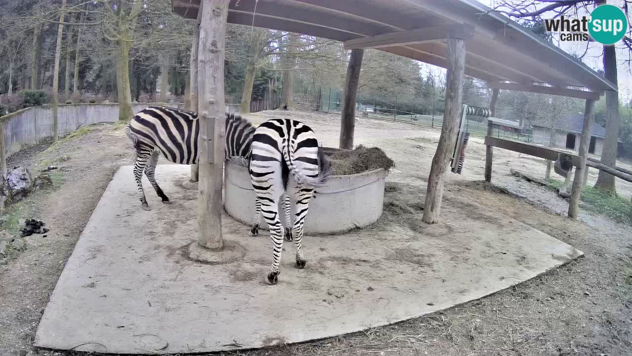 Live webcam Zebras in Ljubljana ZOO – Slovenia