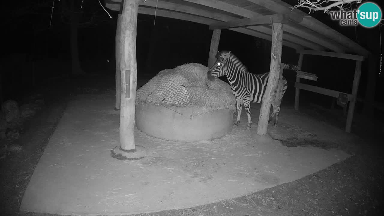 Live webcam Les zèbres in Ljubljana ZOO – Slovénie
