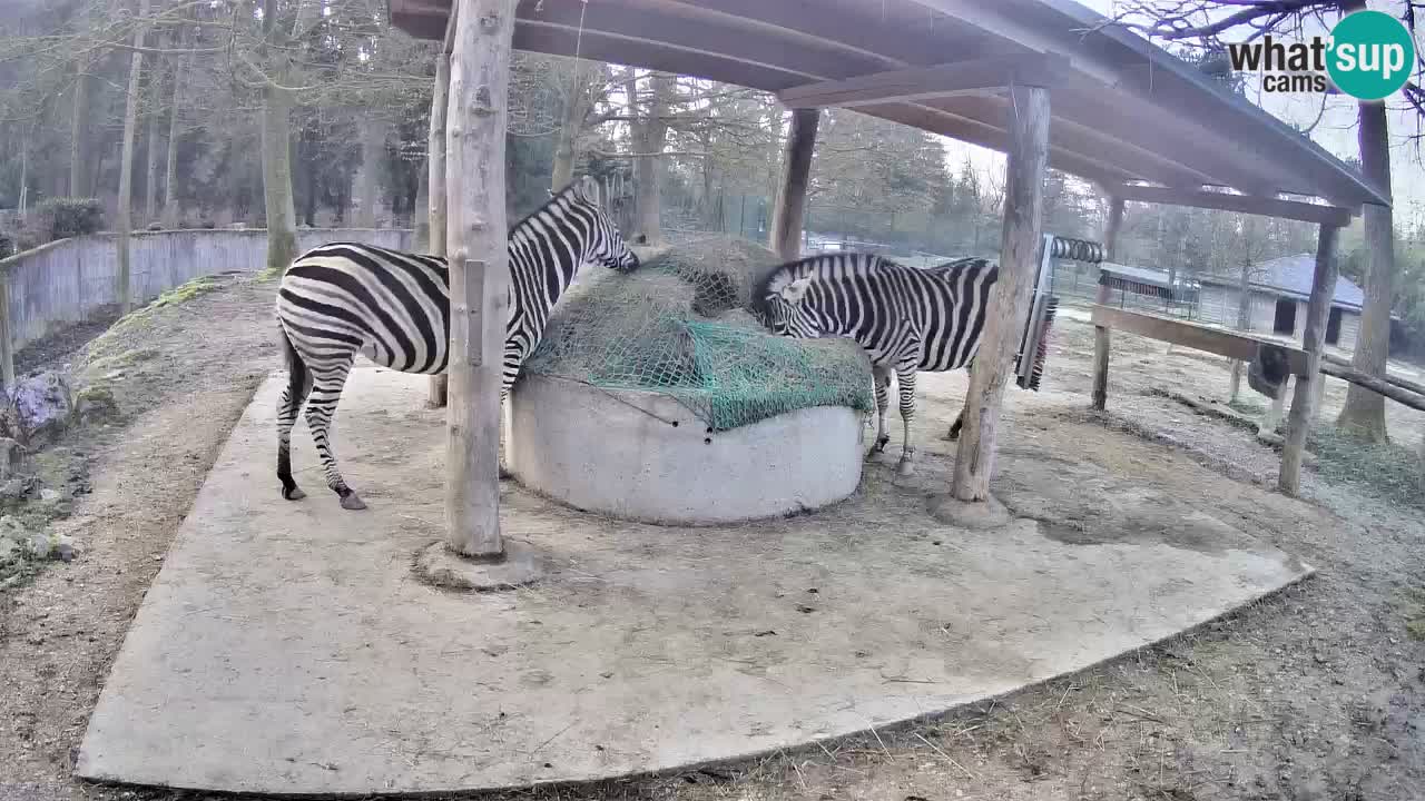 Camera en vivo Cebras in Ljubljana ZOO – Eslovenia