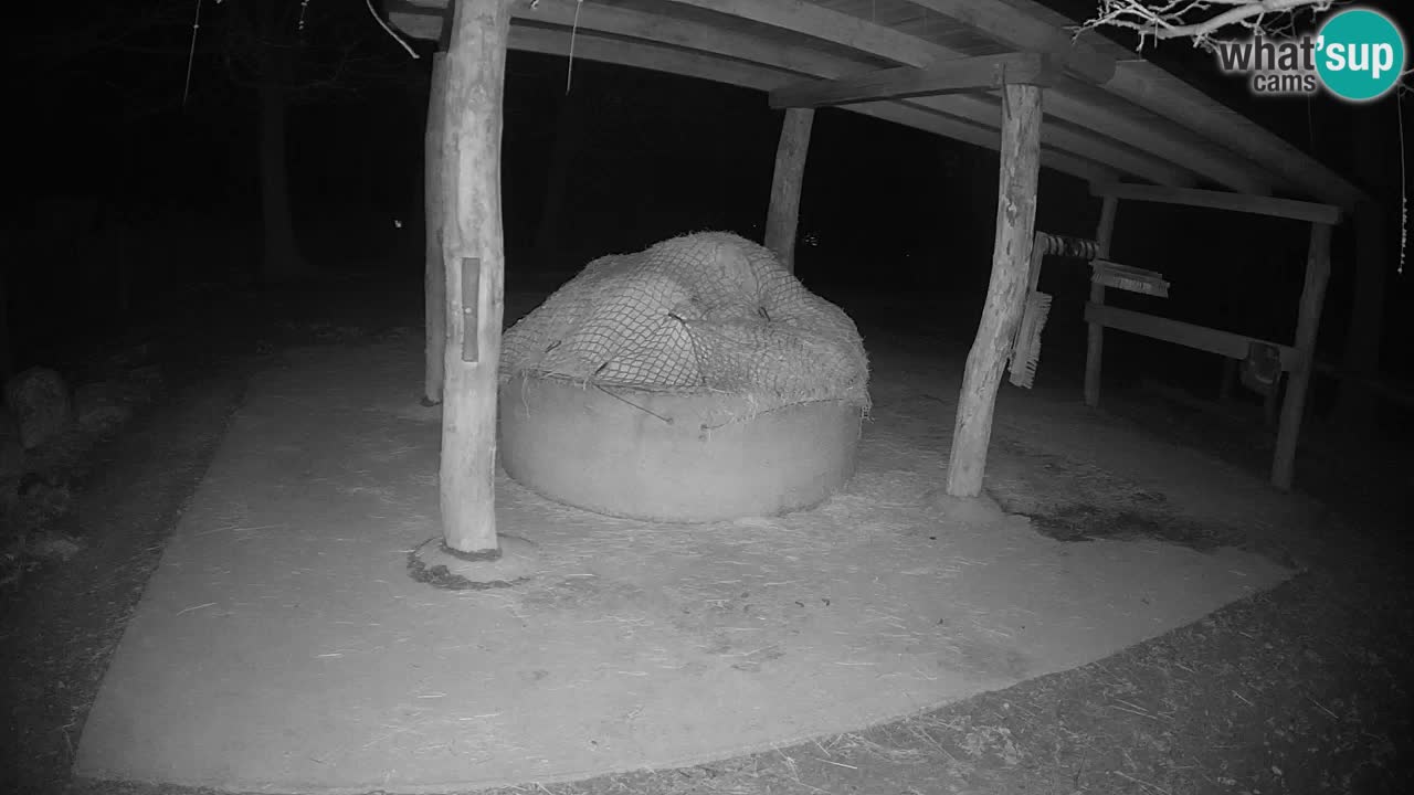 Live Webcam Zebras in Ljubljana ZOO – Slowenien