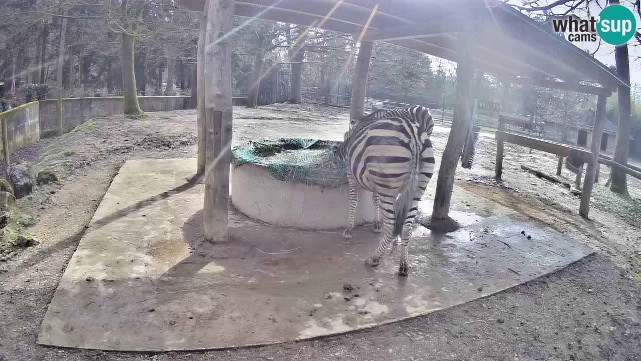 Web kamera uživo Zebras u ZOO Ljubljana – Slovenija