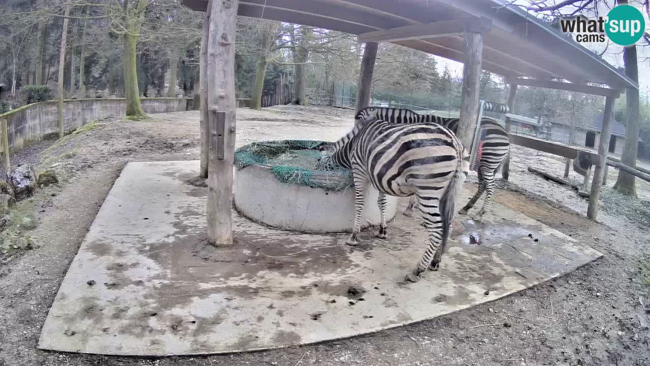 Live webcam Les zèbres in Ljubljana ZOO – Slovénie