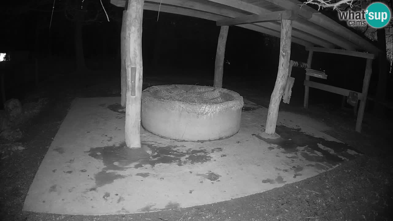 Le Zebre nello ZOO di Ljubljana – Slovenia Live webcam