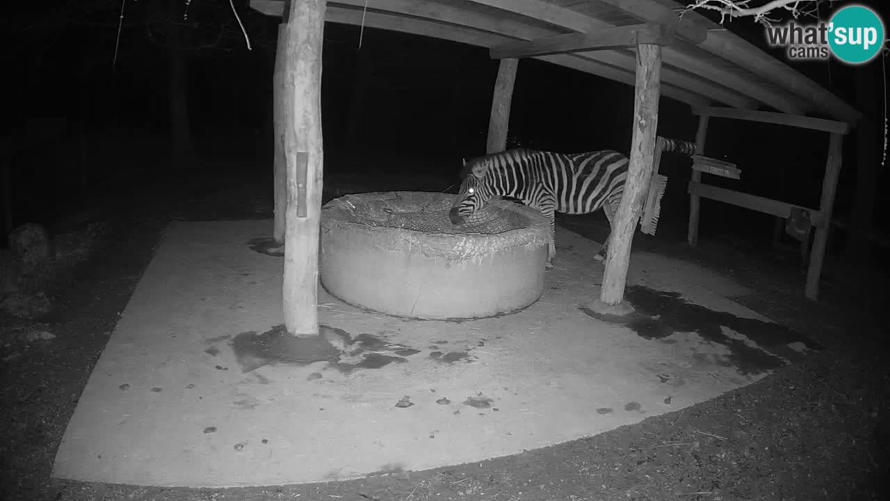 Camera en vivo Cebras in Ljubljana ZOO – Eslovenia