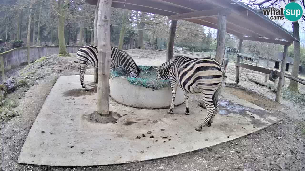 Camera en vivo Cebras in Ljubljana ZOO – Eslovenia