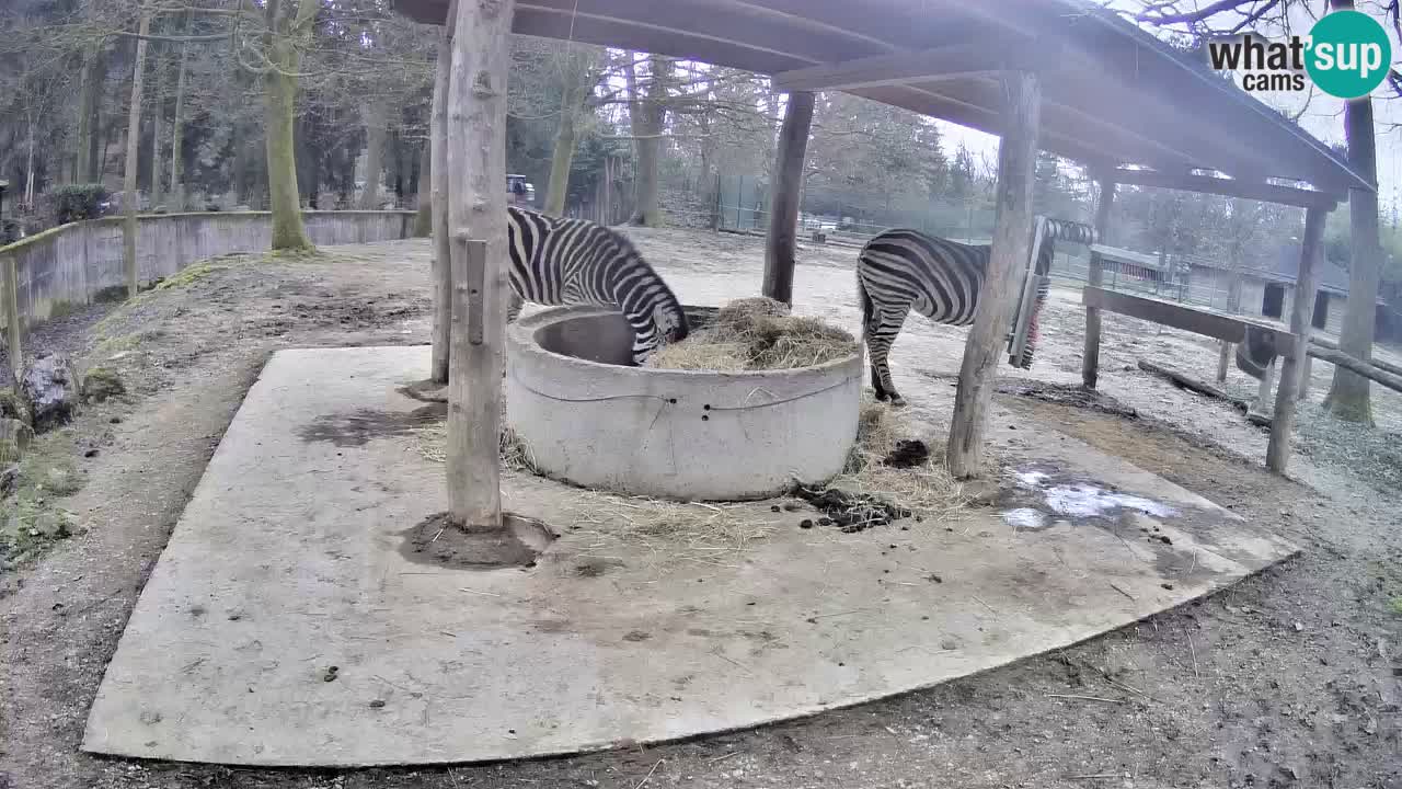 Zebre v živo v živalskem vrtu Ljubljana ZOO spletne kamere