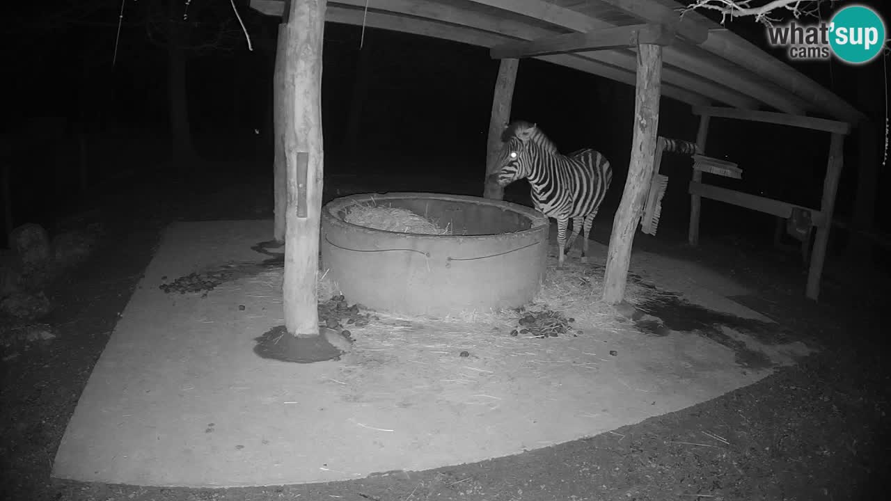 Live webcam Zebras in Ljubljana ZOO – Slovenia