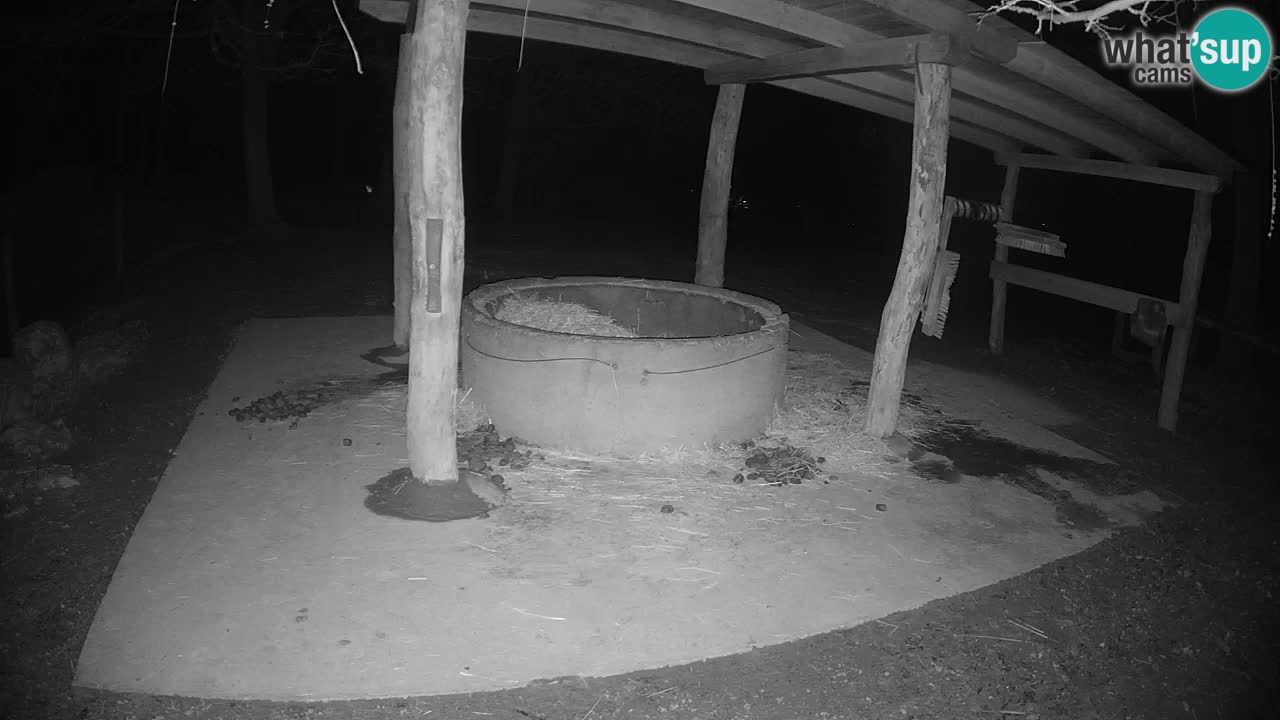 Le Zebre nello ZOO di Ljubljana – Slovenia Live webcam