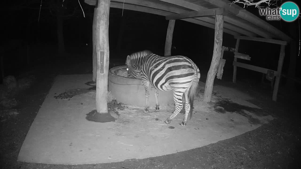 Live Webcam Zebras in Ljubljana ZOO – Slowenien