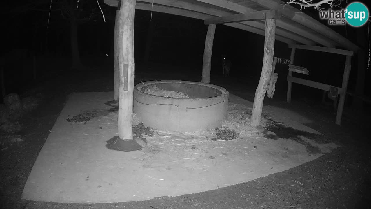 Le Zebre nello ZOO di Ljubljana – Slovenia Live webcam